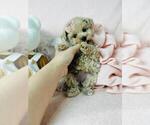 Small #45 Poodle (Toy)