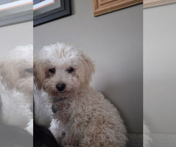 Medium Photo #4 Bichon Frise-Unknown Mix Puppy For Sale in St. Louis Park, MN, USA