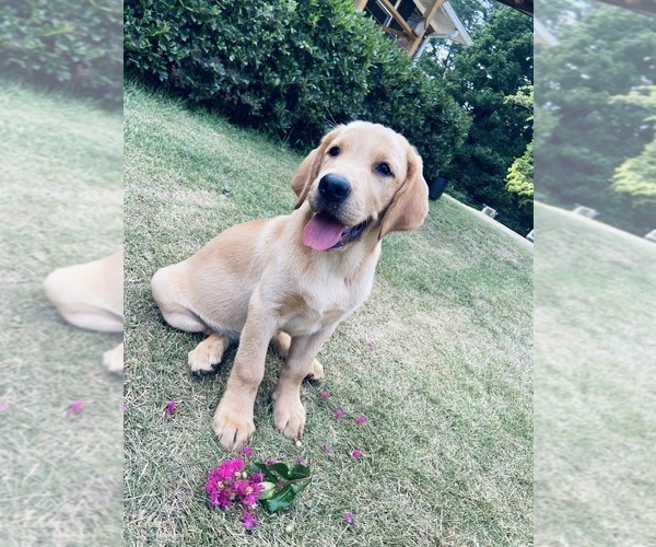 Medium Photo #4 Labrador Retriever Puppy For Sale in WILDWOOD, GA, USA