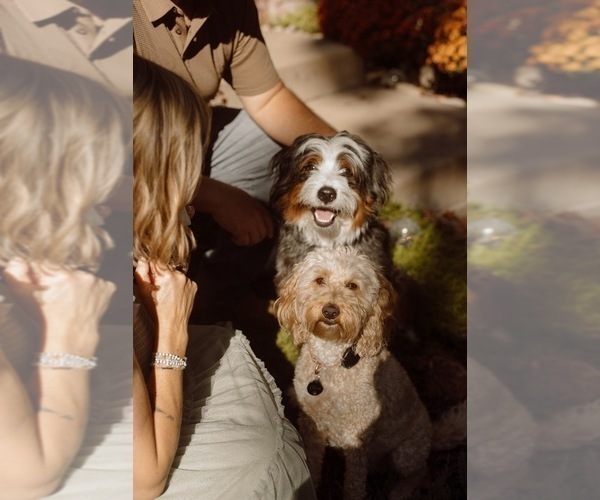 Medium Photo #9 Golden Mountain Doodle  Puppy For Sale in JIM FALLS, WI, USA