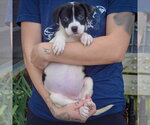 Small Photo #3 American Staffordshire Terrier-Border Collie Mix Puppy For Sale in Huntley, IL, USA