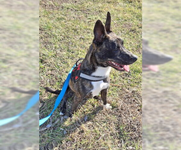 Medium Photo #5 Mutt Puppy For Sale in Mountain View, AR, USA