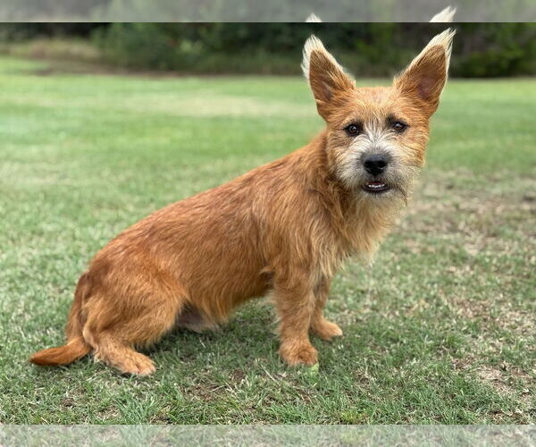 Medium Photo #2 Mutt Puppy For Sale in PIPE CREEK, TX, USA