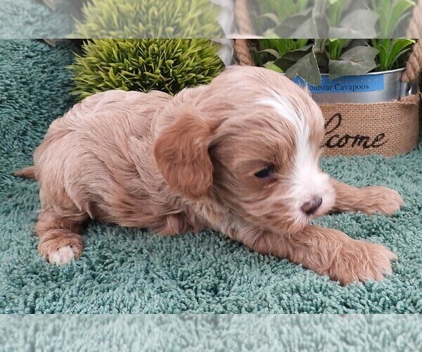 Medium Photo #3 Cavapoo (Miniature) Puppy For Sale in CARLISLE, KY, USA