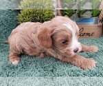 Small #2 Cavapoo (Miniature)