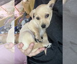 Small #3 Chiweenie