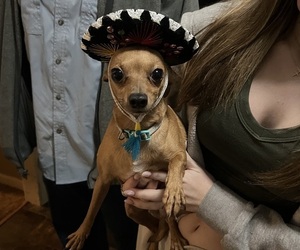 Mother of the Chihuahua puppies born on 12/03/2025