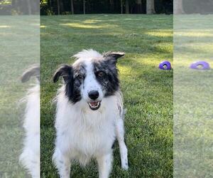 Border Collie Dogs for adoption in Highland, IL, USA