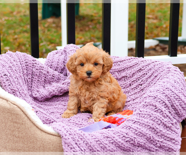 Medium Photo #4 Cavapoo (Miniature) Puppy For Sale in SYRACUSE, IN, USA