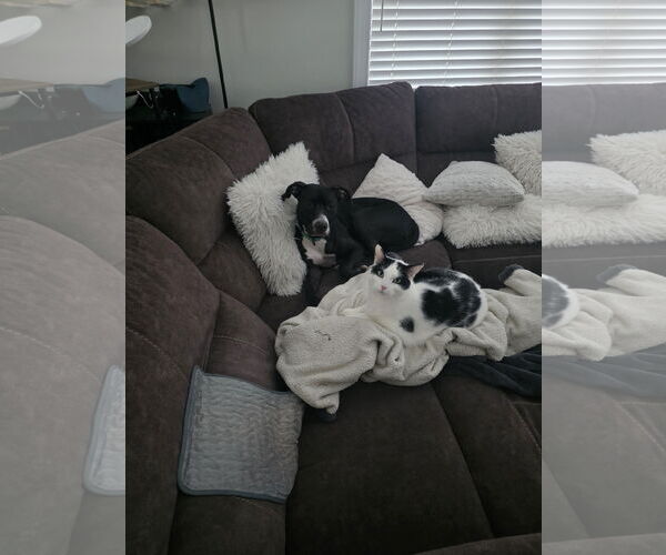 Medium Photo #11 Labrador Retriever-Unknown Mix Puppy For Sale in Princeton, MN, USA