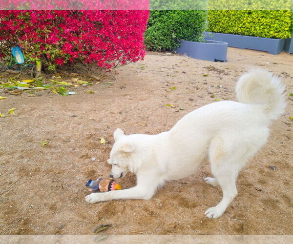 Medium Photo #4 Great Pyrenees Puppy For Sale in Apple Valley, CA, USA
