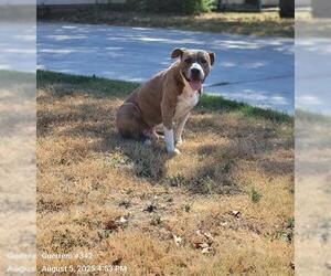 American Staffordshire Terrier-Unknown Mix Dogs for adoption in San Antonio, TX, USA