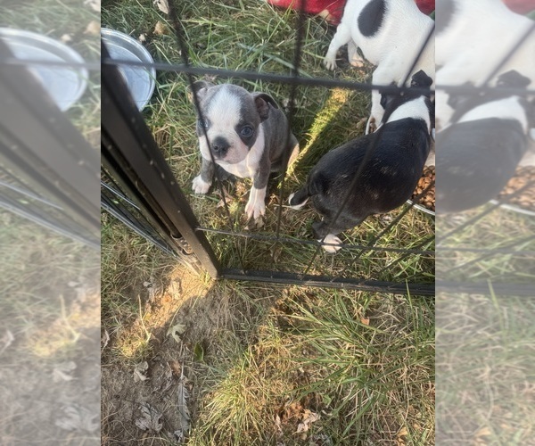 Medium Photo #3 Faux Frenchbo Bulldog Puppy For Sale in MOUNT ORAB, OH, USA
