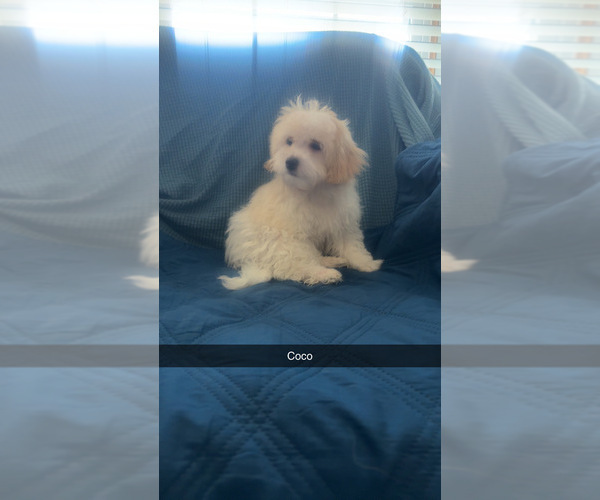 Medium Photo #3 Maltipoo (Miniature) Puppy For Sale in HIGH POINT, NC, USA