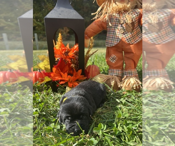 Medium Photo #13 Labrador Retriever Puppy For Sale in NEOLA, WV, USA