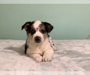 Australian Shepherd Puppy for sale in HILLSBORO, WI, USA