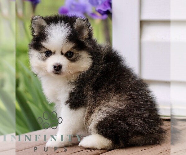 Medium Photo #3 Pomsky Puppy For Sale in NEW HOLLAND, PA, USA