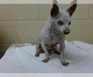 Chihuahua Dogs for adoption in Downey, CA, USA