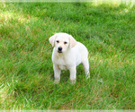 Small #4 Labrador Retriever