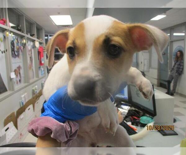 Medium Photo #1 Pointer-Unknown Mix Puppy For Sale in Oklahoma City, OK, USA