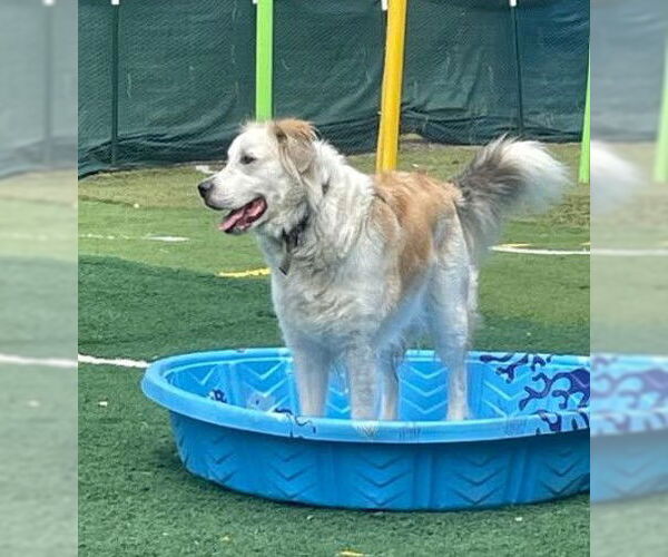 Medium Photo #5 Great Pyrenees-Unknown Mix Puppy For Sale in San Diego, CA, USA