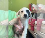 Small #3 Borador