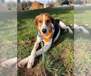 Beagle-Unknown Mix Dogs for adoption in Waterford, VA, USA