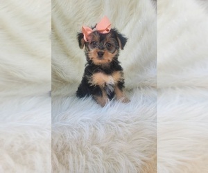 Yorkshire Terrier Puppy for sale in INDIANAPOLIS, IN, USA