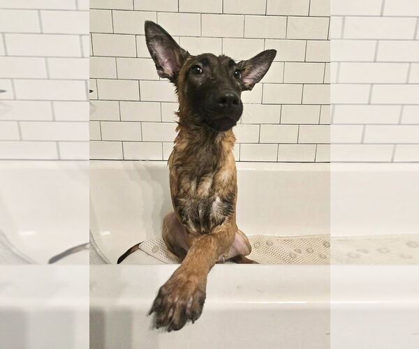 Medium Photo #3 Mutt Puppy For Sale in Imlay City, MI, USA