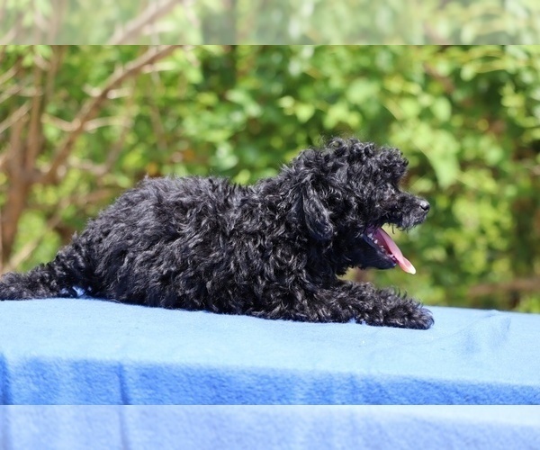 Medium Photo #25 Poodle (Toy) Puppy For Sale in DYERSBURG, TN, USA