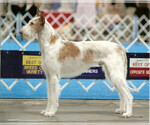 Small Photo #3 Ibizan Hound Puppy For Sale in LEESBURG, FL, USA