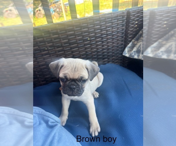 Medium Photo #1 Pug Puppy For Sale in METAMORA, IN, USA