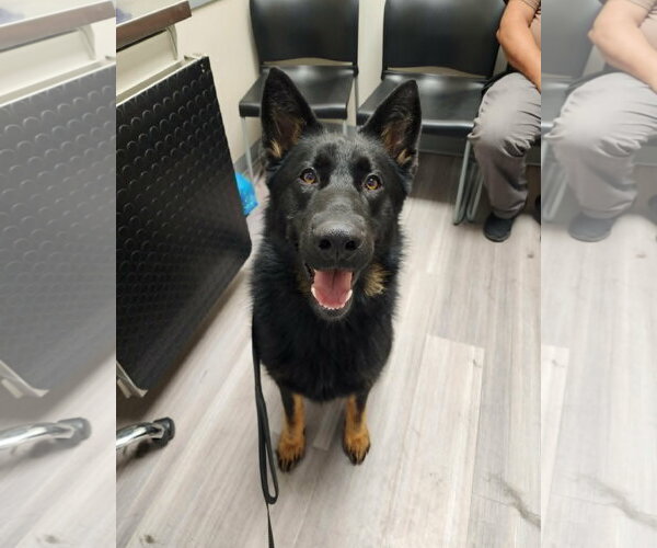 Medium Photo #7 German Shepherd Dog Puppy For Sale in Gretna, NE, USA