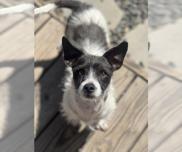 Medium Photo #4 Jack Russell Terrier Puppy For Sale in Dana Point, CA, USA
