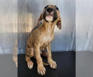 Labrador Retriever-Unknown Mix Dogs for adoption in San Antonio, TX, USA