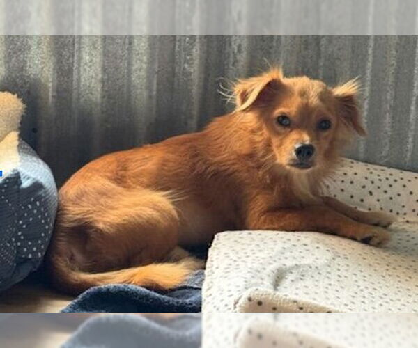 Medium Photo #4 Chihuahua-Unknown Mix Puppy For Sale in Williamsburg, NM, USA