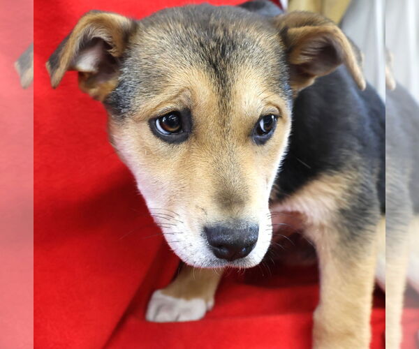 Medium Photo #1 Shepradors Puppy For Sale in Princeton, MN, USA