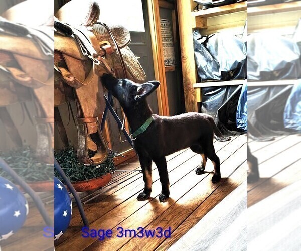 Medium Photo #1 German Shepherd Dog Puppy For Sale in WARRENTON, NC, USA