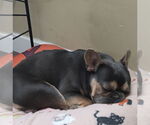 Small #1 French Bulldog Mix
