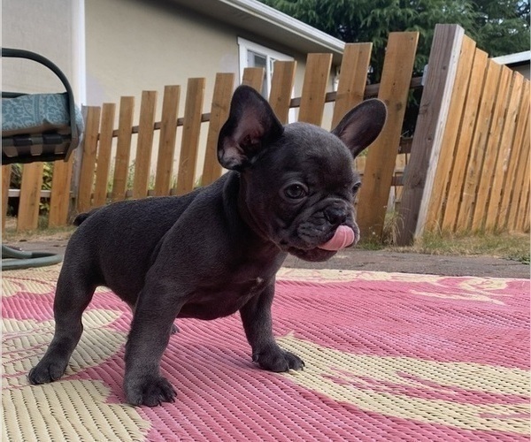 Medium Photo #9 French Bulldog Puppy For Sale in TACOMA, WA, USA