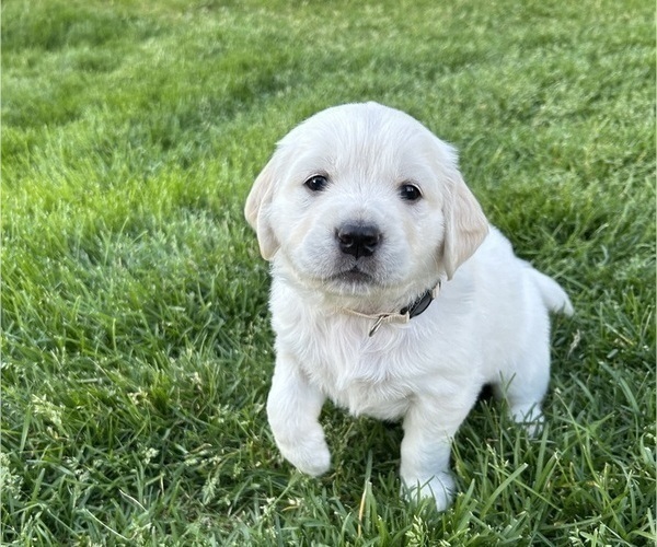 Medium Photo #2 English Cream Golden Retriever Puppy For Sale in KENNEWICK, WA, USA