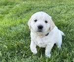 Small #1 English Cream Golden Retriever