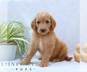 Goldendoodle Puppy for sale in NARVON, PA, USA