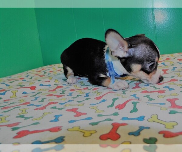 Medium Photo #5 Chihuahua Puppy For Sale in PATERSON, NJ, USA