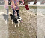Small #1 Siberian Husky