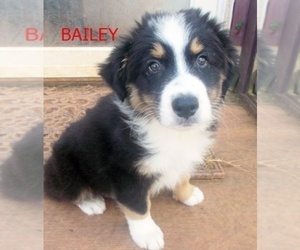 Australian Shepherd Puppy for sale in GLADE HILL, VA, USA