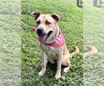 Small #2 Huskies -Labrador Retriever Mix