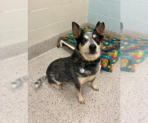 Texas Heeler Dogs for adoption in Brighton, CO, USA