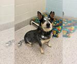 Small Texas Heeler