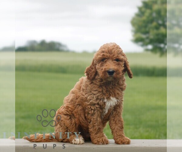 Medium Photo #3 Goldendoodle Puppy For Sale in NARVON, PA, USA